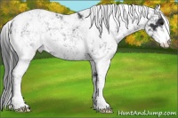 Horse Color:Black Sabino 