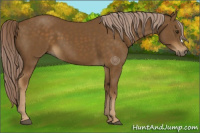 Horse Color:Chocolate Palomino 