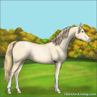 Horse Color:Buckskin Pearl Splash Frame 