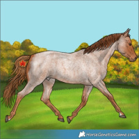 Horse Color:Unknown 