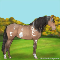 Horse Color:White Spotted Sable Champagne 