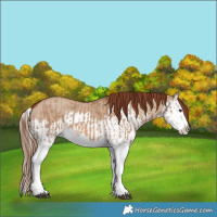 Horse Color:Red Dun Splash and Red Dun Splash