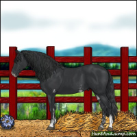 Horse Color:Black Sabino 