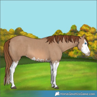 Horse Color:Red Dun Splash and Red Dun Splash