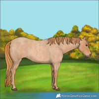 Horse Color:Red Roan 