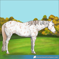 Horse Color:Gold Champagne Appaloosa  and Gold Champagne Frame Appaloosa 