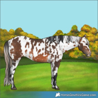 Horse Color:Brown Rabicano  and Brown Near Leopard Rabicano 
