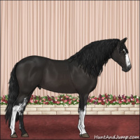 Horse Color:Gray White Spotted Brown 