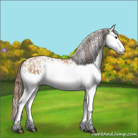 Horse Color:Red Dun Splash  and Red Dun Splash Appaloosa 