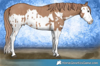 Horse Color:Red Dun Splash  and Red Dun Splash 