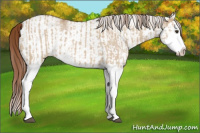 Horse Color:Red Dun Splash  and White Spotted Red Dun Splash 