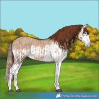 Horse Color:Red Dun Splash  and Red Dun Splash 