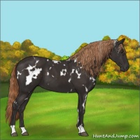 Horse Color:White Spotted Liver Chestnut 