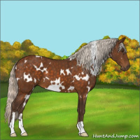 Horse Color:White Spotted Silver Buckskin 