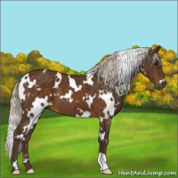 Horse Color:White Spotted Silver Buckskin 