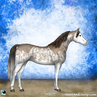 Horse Color:Red Dun Splash  and Bay Dun Splash 