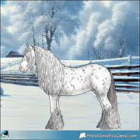 Horse Color:Brown Appaloosa 
