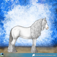 Horse Color:Black Ice Sabino Appaloosa 