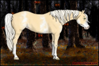 Horse Color:White Spotted Gold Cream Champagne 