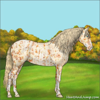 Horse Color:Buckskin Roan Pearl and Buckskin Roan Pearl Splash