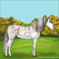 Horse Color:Red Dun Splash  and Red Dun Splash Appaloosa 