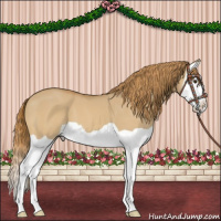 Horse Color:Red Dun Splash 
