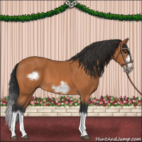 Horse Color:Bay Splash Frame