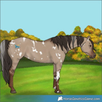 Horse Color:White Spotted Liver Red Dun 