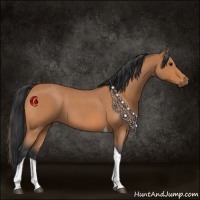 Horse Color:Bay Roan Tobiano