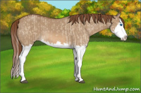Horse Color:Red Dun Splash  and Red Dun Splash 