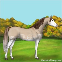 Horse Color:Red Dun Splash  and Red Dun Splash 