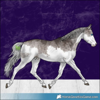 Horse Color:Platinum White Spotted Silver Brown Dun Splash Brindle