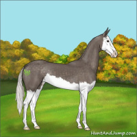 Horse Color:Silver Black Splash