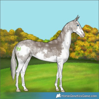 Horse Color:Silver Black Ice Splash 