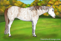 Horse Color:Red Dun Splash  and White Spotted Red Dun Splash 
