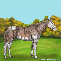 Horse Color:Liver Chestnut Sabino Splash Appaloosa and Chestnut Sabino Splash Appaloosa