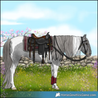 Horse Color:Black Tobiano Appaloosa