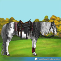 Horse Color:White Spotted Black 