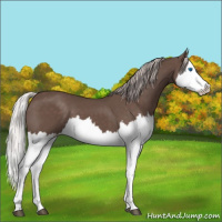 Horse Color:Silver Black Splash 