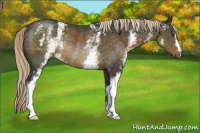 Horse Color:White Spotted Chocolate Palomino Rabicano