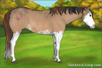 Horse Color:Red Dun Splash  and Bay Dun Splash 