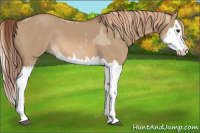 Horse Color:Red Dun Splash  and Red Dun Splash Rabicano 