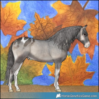 Horse Color:Blue Onyx Appaloosa