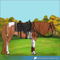 Horse Color:Chestnut Tobiano Rabicano 