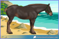 Horse Color:Liver Chestnut Rabicano