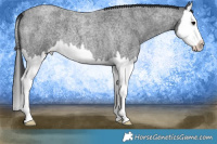 Horse Color:Blue Roan Splash 