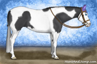 Horse Color:Blue Roan Splash Tobiano 