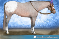 Horse Color:Bay Roan Appaloosa 