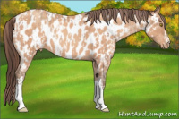 Horse Color:Amber Champagne Appaloosa  and Amber Champagne Appaloosa 