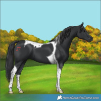 Horse Color:Black Tobiano 